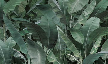 JUNGLE THAI BANANO - Vinyl or fyber glass wallpaper by N.O.W. Edizioni - view 3